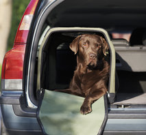 Transportbur till Hund L81 x H58 x B58 cm 